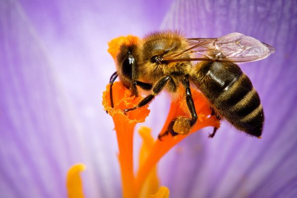 Bee-flower-pistil_2880x1800