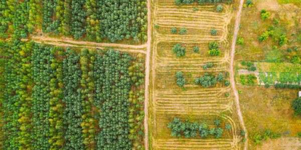Informe EUDR Guía para empresas que comercializan productos libres de deforestación